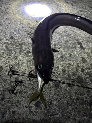 アナゴの釣果
