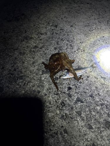 タコの釣果