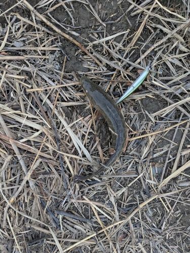 ライギョの釣果