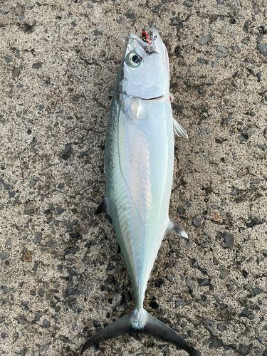 ニジョウサバの釣果