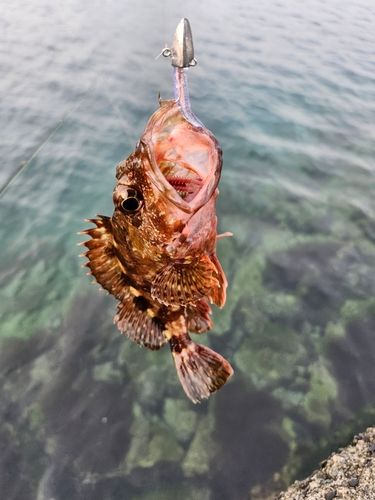 カサゴの釣果