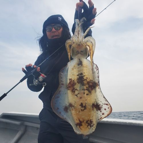 アオリイカの釣果