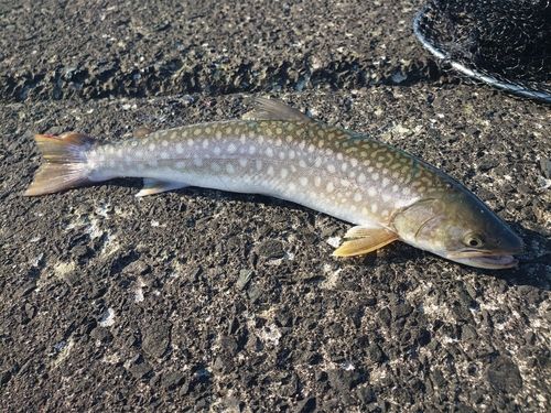 アメマスの釣果