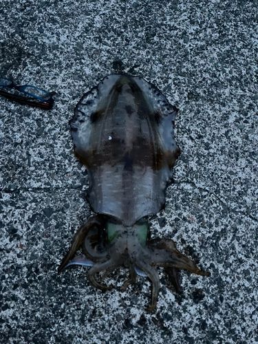 アオリイカの釣果