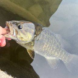 スモールマウスバス