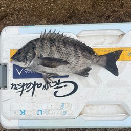 クロダイ