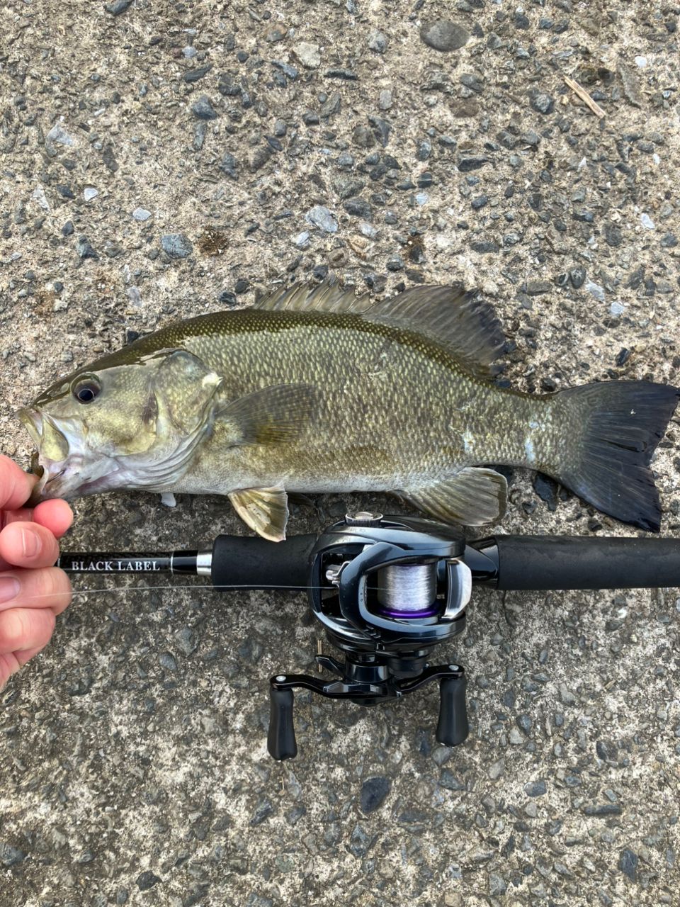 スモールマウスバス