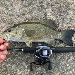 スモールマウスバス