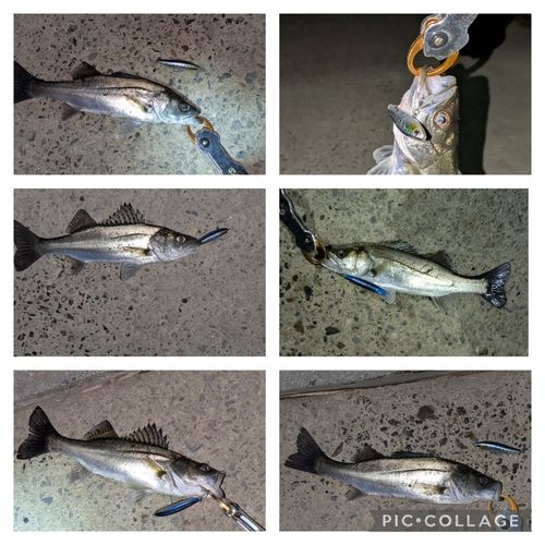 シーバスの釣果