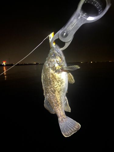 クロソイの釣果