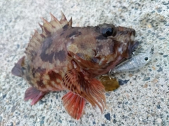 ガシラの釣果