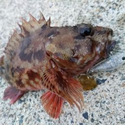 ガシラ