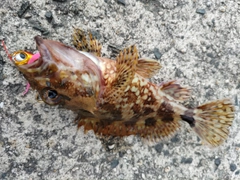 ガシラの釣果