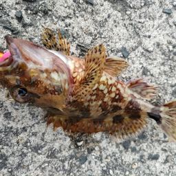 ガシラ