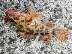ガシラの釣果