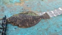 マコガレイの釣果