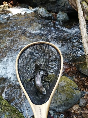 ニジマスの釣果