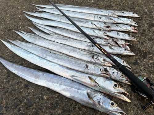 タチウオの釣果