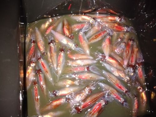 ホタルイカの釣果