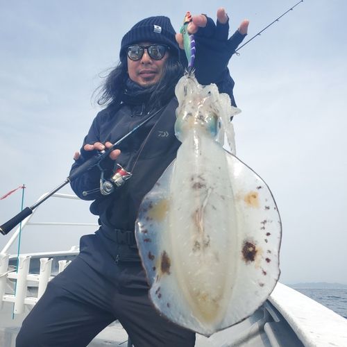 アオリイカの釣果