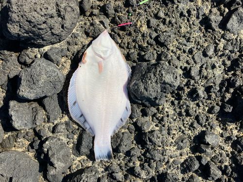 クロガシラガレイ