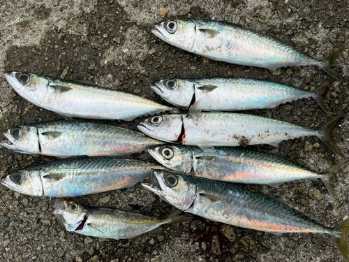 サバの釣果