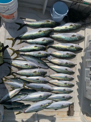 ブリの釣果