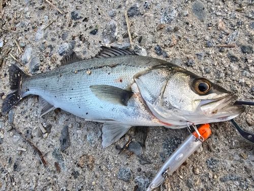 セイゴ（マルスズキ）の釣果