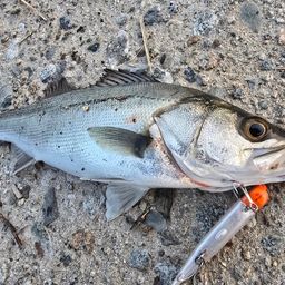 セイゴ（マルスズキ）