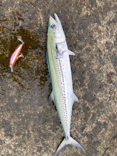 サゴシの釣果