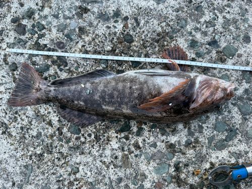 アイナメの釣果