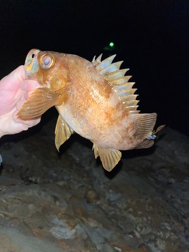 メバルの釣果