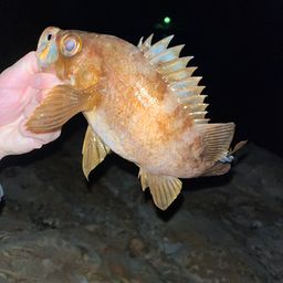 メバル