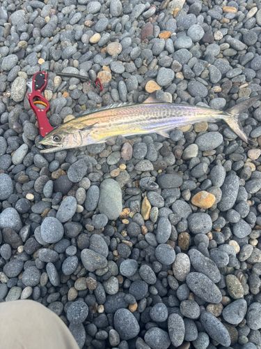 サゴシの釣果