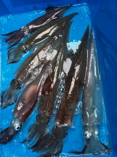 ヤリイカの釣果