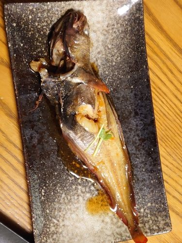 エゾイソアイナメの釣果