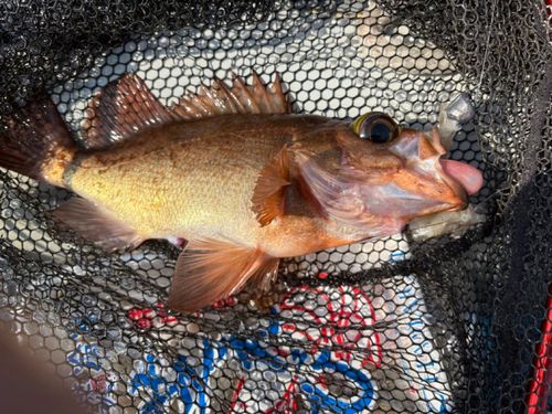 アカメバルの釣果