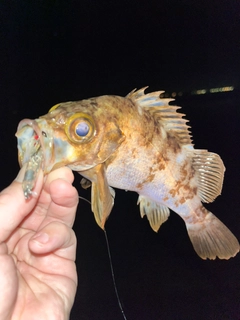 メバルの釣果