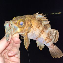 メバル