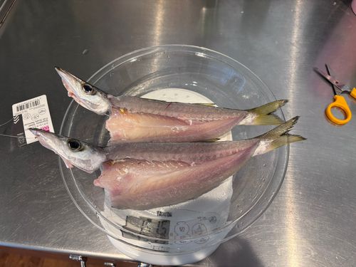 アカカマスの釣果