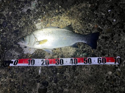 ヒラスズキの釣果