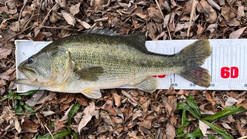 ブラックバスの釣果