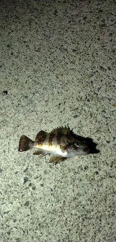 シロメバルの釣果