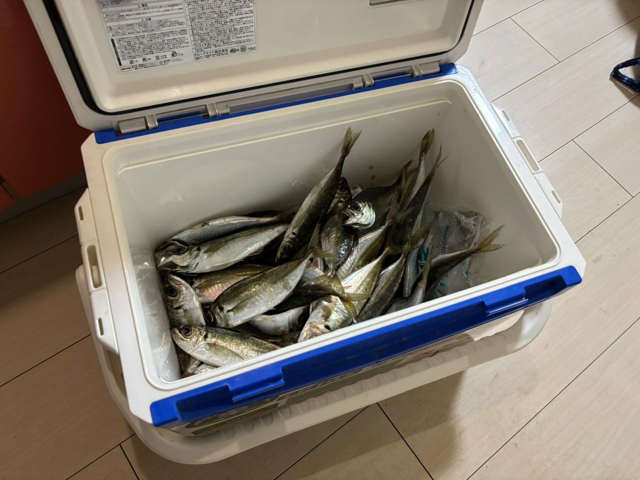 アジ
