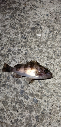 シロメバルの釣果