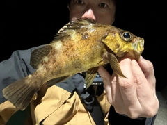 アカメバルの釣果