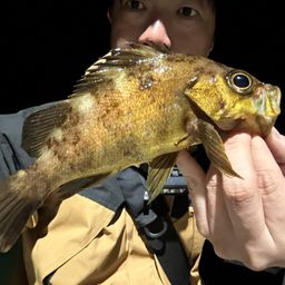 アカメバル