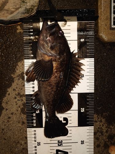 クロソイの釣果