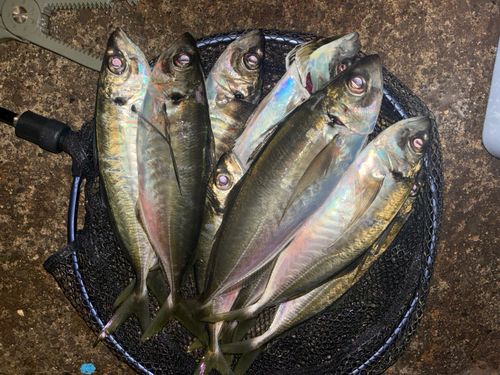 アジの釣果