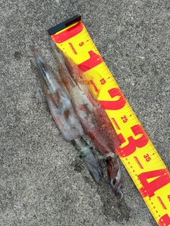 ヤリイカの釣果